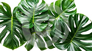 Monstera Plant Leaves - Tropical Evergreen Vine Isolated on White Background with Clipping Path