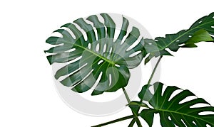 Monstera plant leaves, the tropical evergreen vine isolated on white background, path