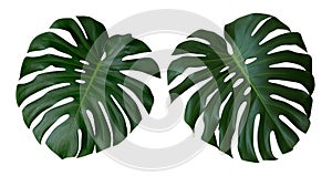 Monstera plant leaves, the tropical evergreen vine isolated on white background, path photo