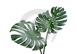 Monstera plant leaves, the tropical evergreen vine isolated on white background, path photo