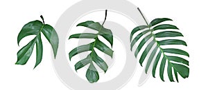 Monstera plant leaves, the tropical evergreen vine isolated on white background, path