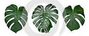 Monstera plant leaves, the tropical evergreen vine isolated on white background, path photo