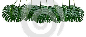 Monstera plant leaves, the tropical evergreen vine isolated on white background, path