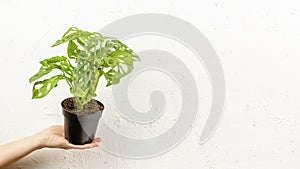 Monstera plant in the nursery pot over white wall