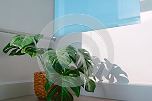 Monstera plant placed at the balcony with morning sun light.