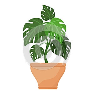 Monstera plant pot icon cartoon vector. Tropical plant