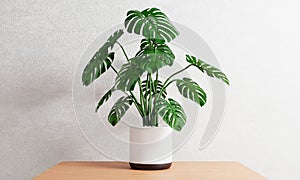 Monstera in plant pot on table inside house with white concrete background. Botanical nature and decor concept. 3D illustration