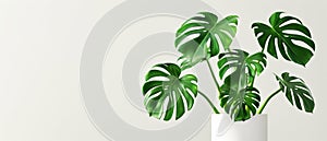 a monstera plant in a white vase