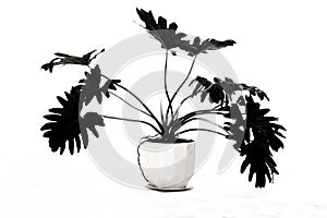 Monstera pot plant in monochrome ver