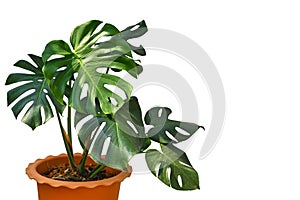 Monstera in a pot on white background