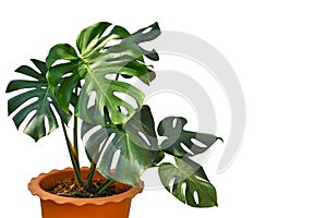 Monstera in a pot on white background photo