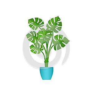 Monstera potted plant in pot. Vector illustration in flat design