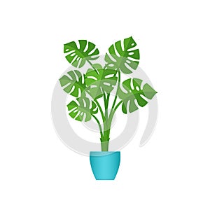 Monstera potted plant in pot. Vector illustration in flat design photo