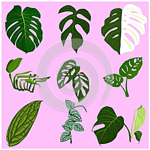 Monstera-punctulata Plant, monstera punctulata leaf