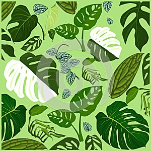 monstera punctulata tropical plant species seamless vector floral pattern background