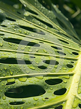 Monstera after the rain