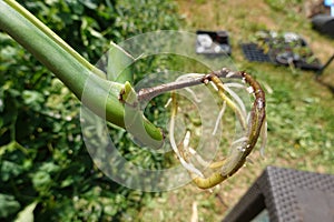 monstera root. american bread plant cutting with root in water. ceriman or Adam's rib root photo