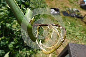 monstera root. american bread plant cutting with root in water. ceriman or Adam's rib root photo