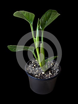 Monstera Standleyana or Philodendron guttiferum Cobra