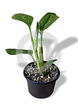 Monstera Standleyana or Philodendron guttiferum Cobra