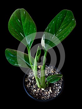 Monstera Standleyana or Philodendron guttiferum Cobra