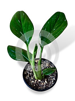 Monstera Standleyana or Philodendron guttiferum Cobra