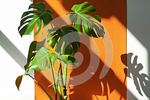 Monstera in the sun. Beautiful combination of colors: green, white, orange. Details of the modern interior.
