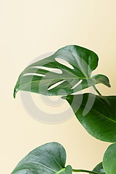 Monstera or Swiss Cheese plant on a beige background. Monstera in a modern interior. Interior Design. Minimalism concept