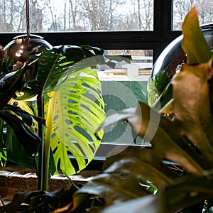 Monstera Swiss Cheese plant leaves reflected in glass pendant lamp at the Tom Dixon flagship store in Kings Cross, London UK