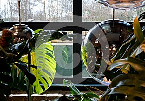 Monstera Swiss Cheese plant leaves reflected in glass pendant lamp at the Tom Dixon flagship store in Kings Cross, London UK