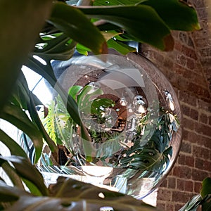 Monstera Swiss Cheese plant leaves reflected in glass pendant lamp at the Tom Dixon flagship store in Kings Cross, London UK