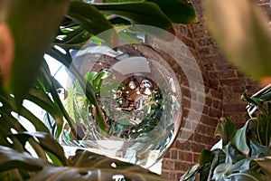 Monstera Swiss Cheese plant leaves reflected in glass pendant lamp at the Tom Dixon flagship store in Kings Cross, London UK