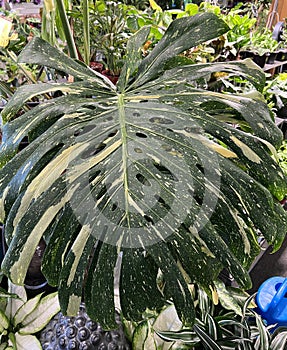 Monstera 'Thai Constellation', Swiss Cheese Plant