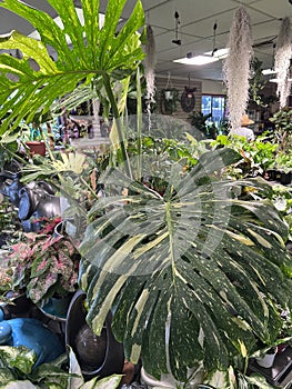 Monstera 'Thai Constellation', Swiss Cheese Plant