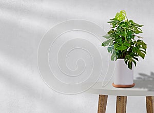 Monstera tree potted indoor plant on white table decorative areca lutescens
