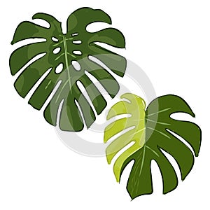 Monstera variegata variegated deliciosa king borsigiana green leaf leaves hand drawing green color sketch illustration