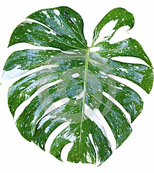 Monstera variegated leaf isolated on white background.