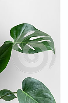 Monstera on a white and gray background. Monstera in a modern interior. Interior Design. Minimalism concept