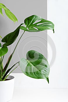 Monstera on a white and gray background. Monstera in a modern interior. Interior Design. Minimalism concept