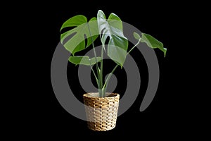 Monstera in a white vase, perfect for interior design Die-Cut PNG with Path Line.