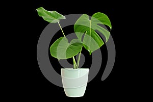 Monstera in a white vase, perfect for interior design Die-Cut PNG with Path Line.