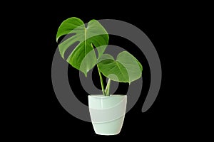 Monstera in a white vase, perfect for interior design Die-Cut PNG with Path Line.