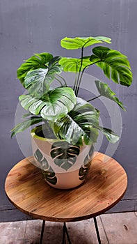 Monsteraleaf design clay pot