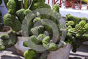 `Monstrito` Cactus  835383 photo