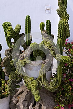 `Monstrito` Cactus  835379 photo
