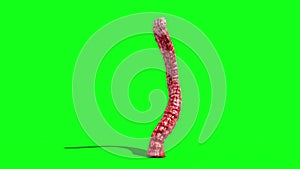 Monstrous Alien Worms Idle Green Screen 3D Rendering Animation