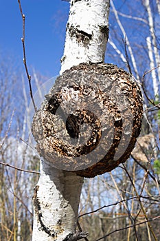 Monstrous excrescence on birch trunk