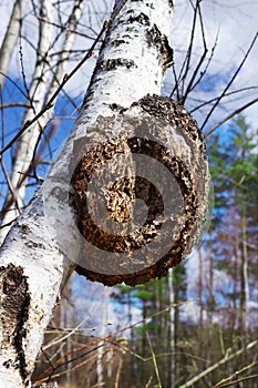 Monstrous excrescence on the white birch trunk