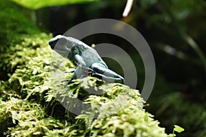 monstrous poison dart frog