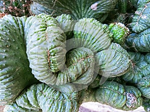 The monstruo cactus is a plant from America that has a large, curved stem photo